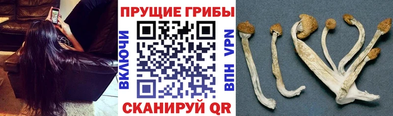 ссылка на мегу зеркало  где можно купить   Черноголовка  Галлюциногенные грибы мицелий 